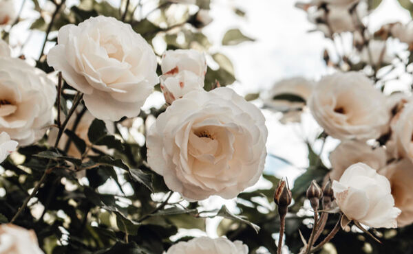 Cream-coloured roses in full bloom, symbolising love, purity and the timeless language of flowers.